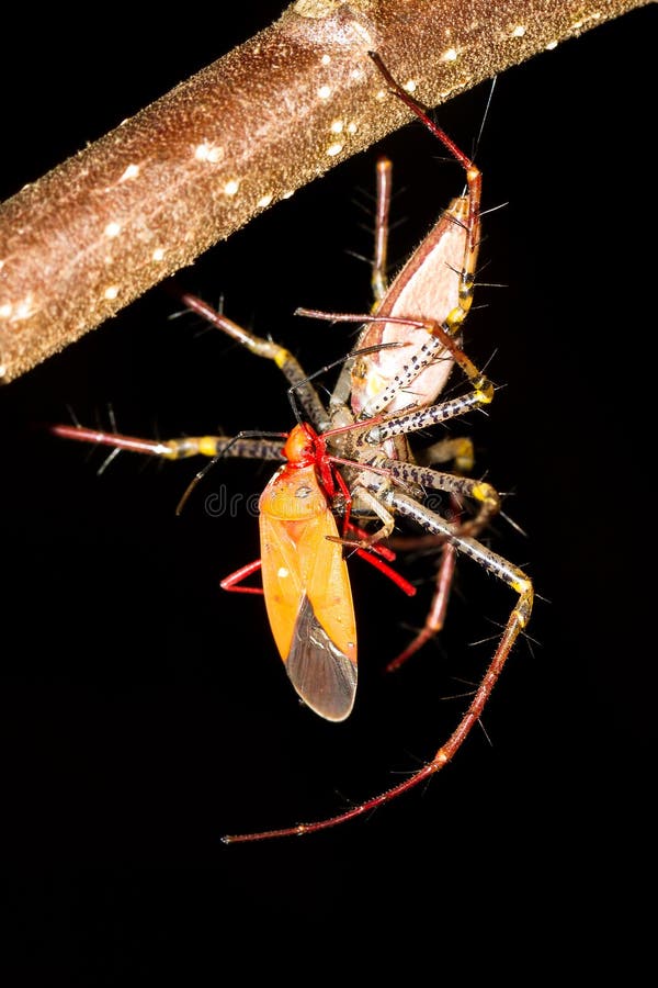 Lynx Spider feeding stock photography Lynx Spider feeding stock photography