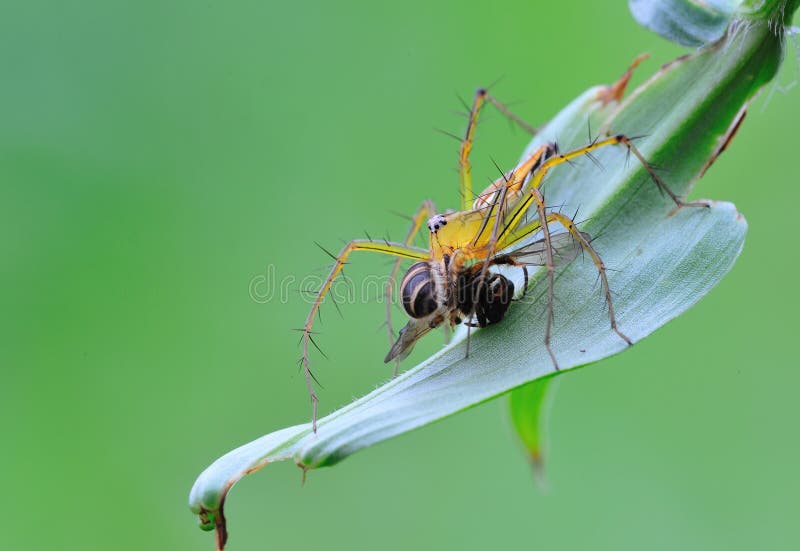 Lynx spider with prey stock photography Lynx spider with prey stock photography