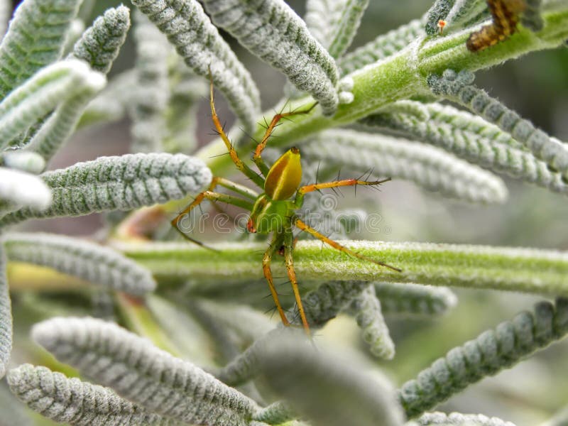 Lynx Spider waiting for prey. royalty free stock photo Lynx Spider waiting for prey. royalty free stock photo