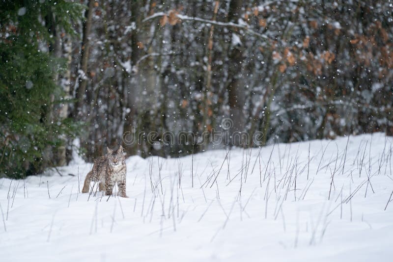 Lynx walking on the snow field before the forest in heavily snowing weather. Cold weather with wildlife lynx.