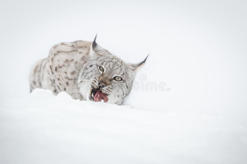 Lynx Eating stock image. Image of scandinavia, wildlife 61603331