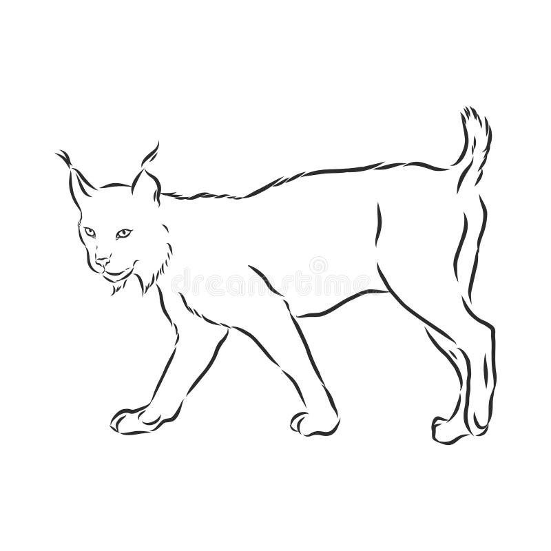 lynx black and white skull sketch lynx black and white skull sketch