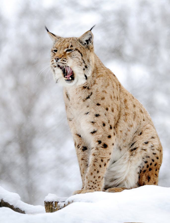 Lynx in winter royalty free stock photos