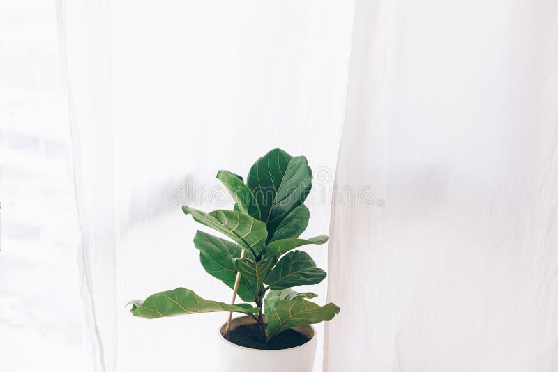 Grande Planta Verde Em Vaso No Chão De Madeira Em Sala De Estar Escura.  Decoração Da Selva Urbana. Plantas Domésticas. Plantas Mod Imagem de Stock  - Imagem de figo, violino: 215665015