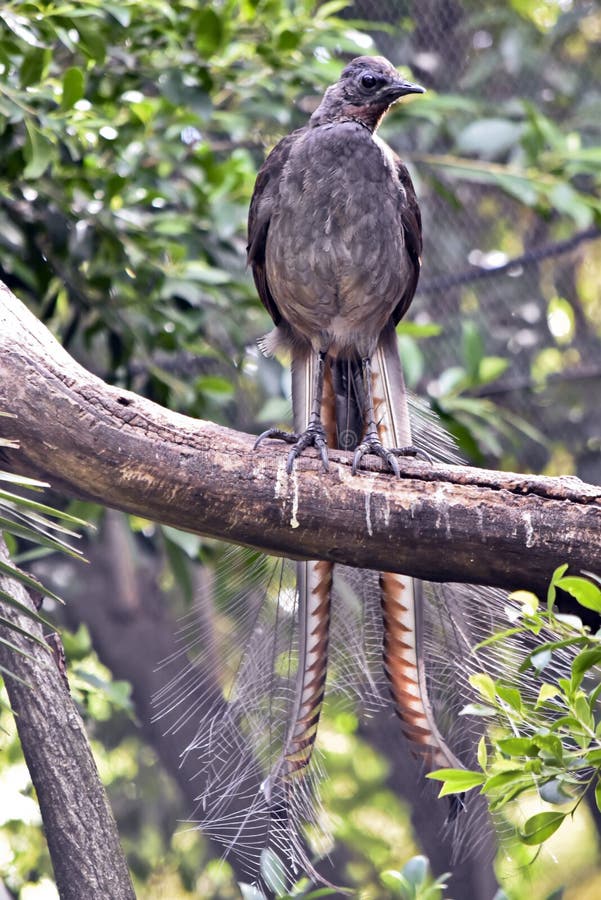 A lyre bird on a branch