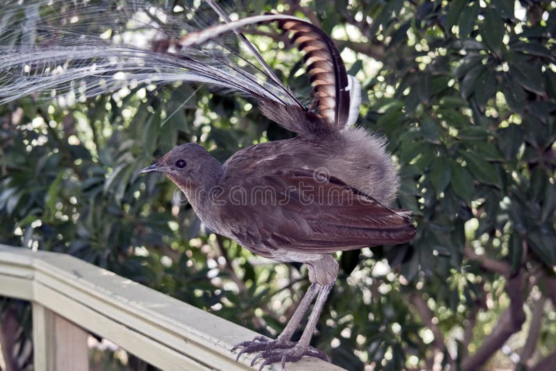 A lyre bird