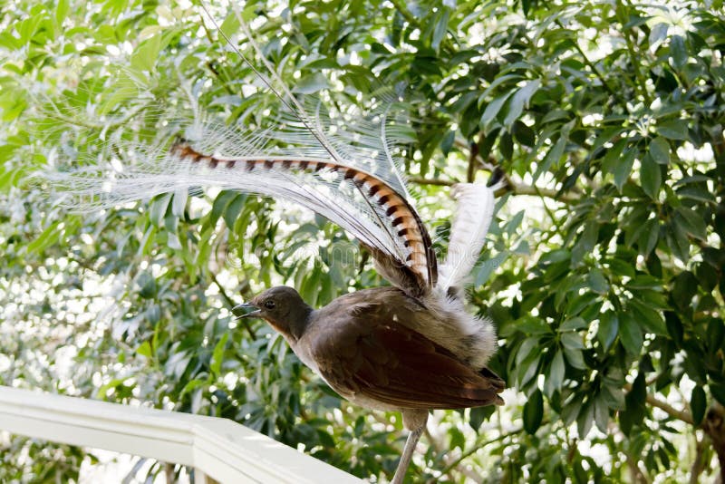 A lyre bird