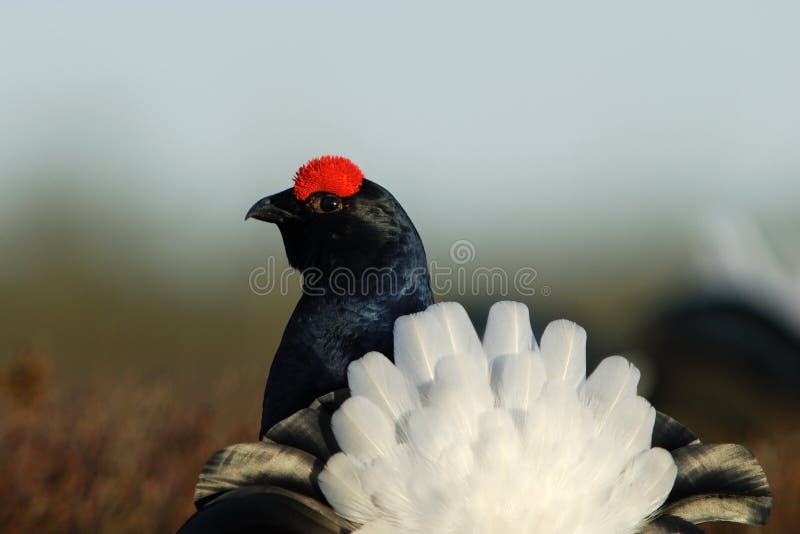 Lyre-shaped tail of black grouse