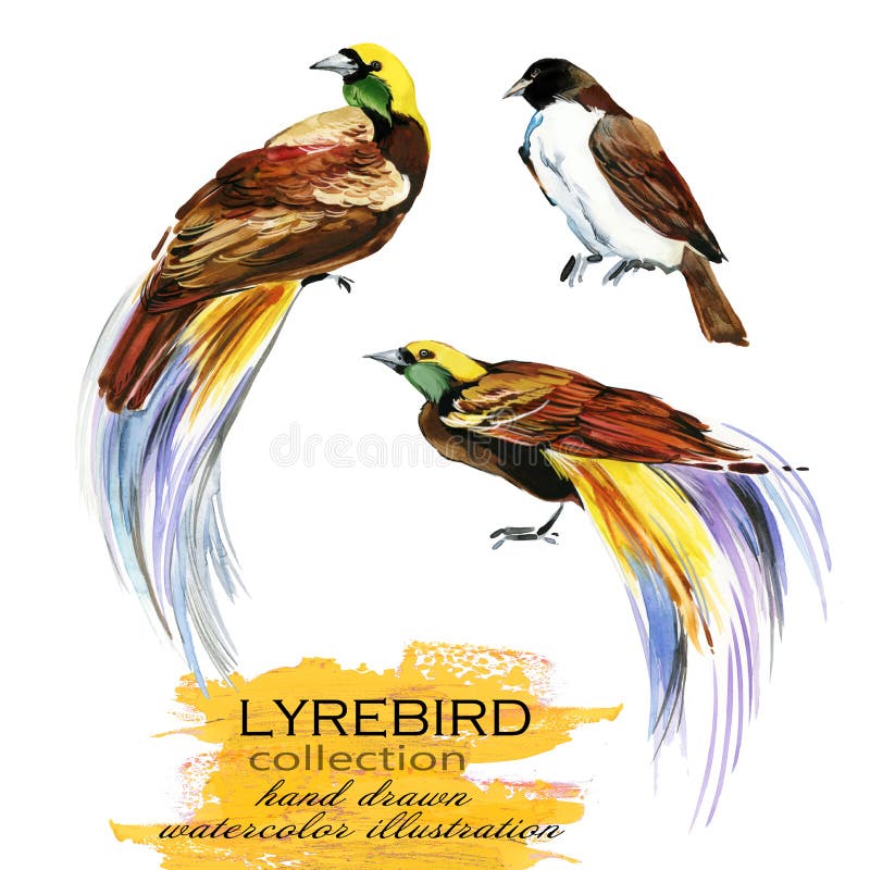 Lyrebird hand drawn watercolor illustration set