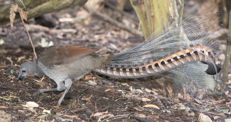 Lyrebird