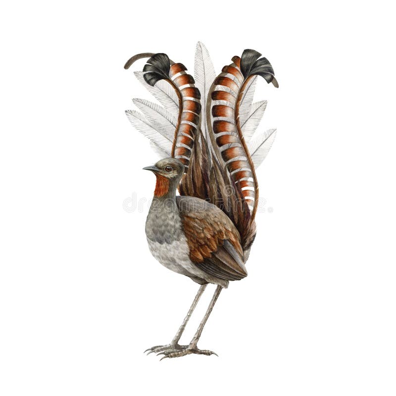 Lyrebird watercolor illustration. Realistic lyre bird australia endemic wildlife animal. Lyrebird male single australian