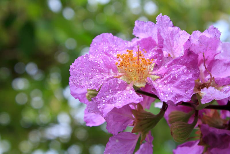 Lyrisk diktblommor arkivbilder Lyrisk diktblommor arkivbilder
