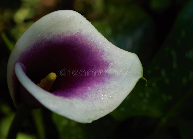 Lys calla blanc et violet photo stock. Image du sensible - 163356014