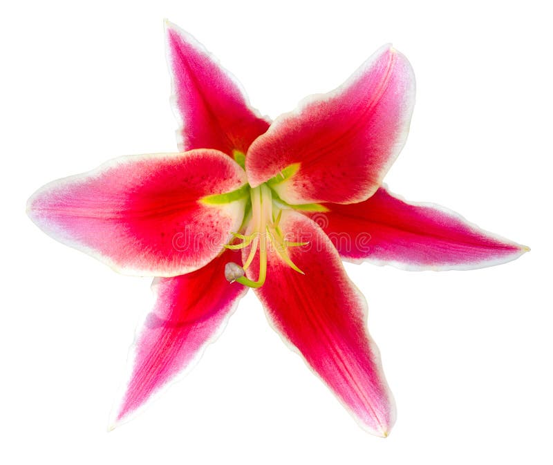 Lys de vin rouge fleuri isolés sur fond blanc avec piste d'écrêtage - Image photo libre de droits Lys de vin rouge fleuri isolés sur fond blanc avec piste d'écrêtage - Image photo libre de droits