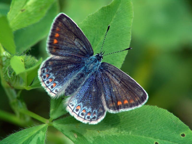 The beautiful small butterfly. It is possible to meet on a meadow or a glade. The photo is made in Moscow areas (Russia). Original date/time: 2004:07:02 09:33:00. The beautiful small butterfly. It is possible to meet on a meadow or a glade. The photo is made in Moscow areas (Russia). Original date/time: 2004:07:02 09:33:00.