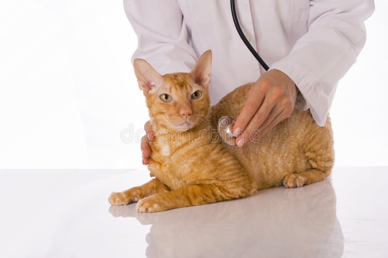 Lyssnande stetoskopveterinärkatt arkivfoton Lyssnande stetoskopveterinärkatt arkivfoton