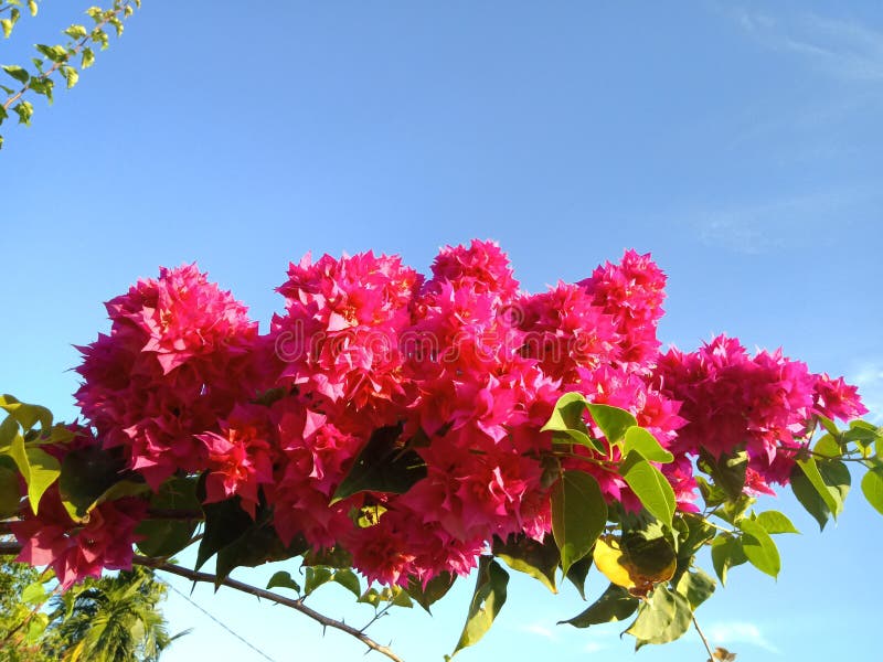 LYTHRACEAE Lagerstroemia indica L pi?kne r??owy kwiat zdjęcia royalty free LYTHRACEAE Lagerstroemia indica L pi?kne r??owy kwiat zdjęcia royalty free