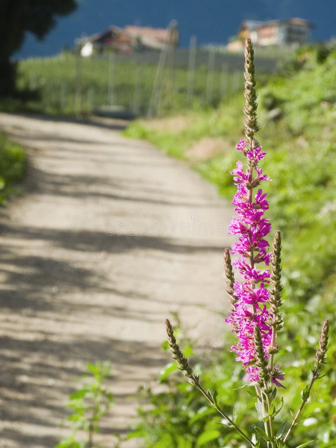 Inflorescence of the ordinary blood weiderichs (Lythrum salicaria) on the side of the road in the South Tyrolean Alps near the city of Merano