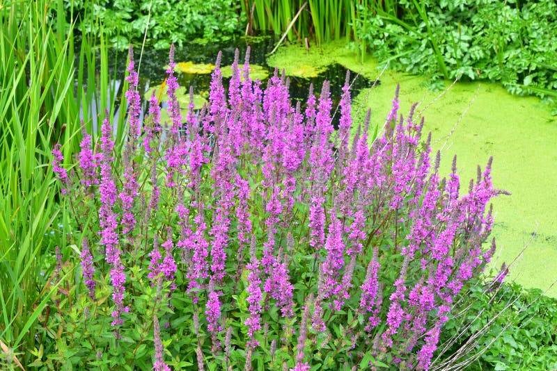 Purple Loosestrife - Lythrum salicaria, Norfolk, England, UK.
 Lythrum salicaria or purple loosestrife is a flowering plant belonging to the family Lythraceae. It should not be confused with other plants sharing the name loosestrife that are members of the family Primulaceae. Purple Loosestrife - Lythrum salicaria, Norfolk, England, UK.
 Lythrum salicaria or purple loosestrife is a flowering plant belonging to the family Lythraceae. It should not be confused with other plants sharing the name loosestrife that are members of the family Primulaceae.