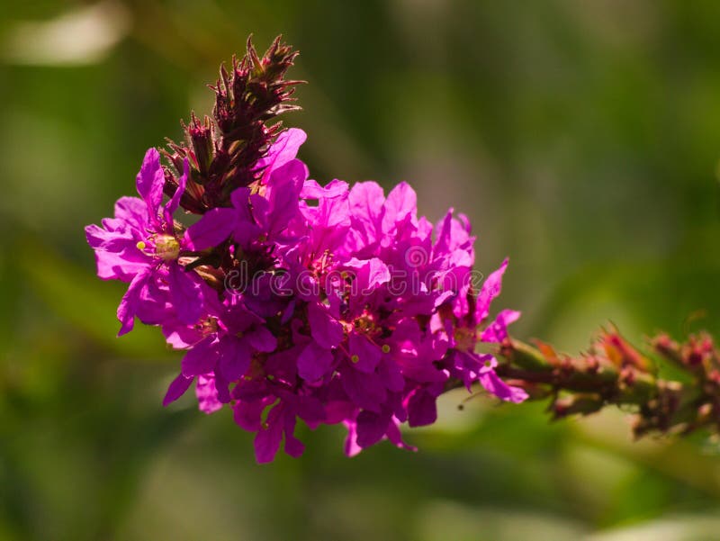 Lythrum salicaria, a plant with purple flowers growing in a city park