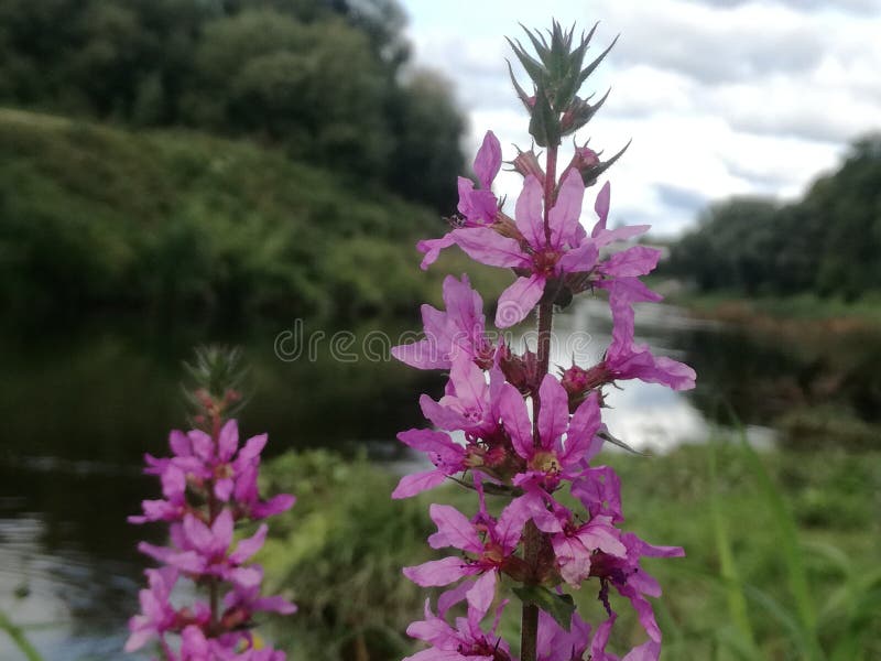 Lythrum Salicaria flowering plant growing near a river