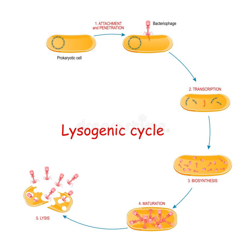 Bacteria cell structure stock vector Illustration of diagram Biology Diagrams