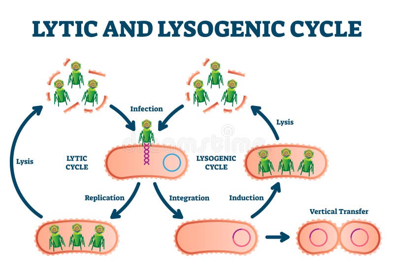 What viruses are Lysogenic?