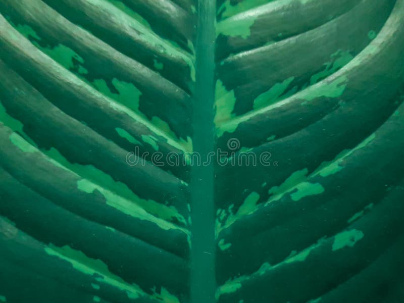 Lâmina de folha e veias verdes do houseplant do Dieffenbachia Ideia do close-up do teste padrão da folha fotografia de stock royalty free Lâmina de folha e veias verdes do houseplant do Dieffenbachia Ideia do close-up do teste padrão da folha fotografia de stock royalty free
