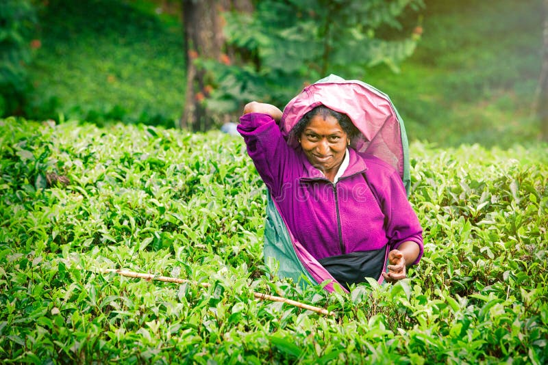 Worker woman on Sri Lankan tea plantations. A smiling woman is picking tea leaves at a plantation in Sri Lanka. Worker woman on Sri Lankan tea plantations. A smiling woman is picking tea leaves at a plantation in Sri Lanka.