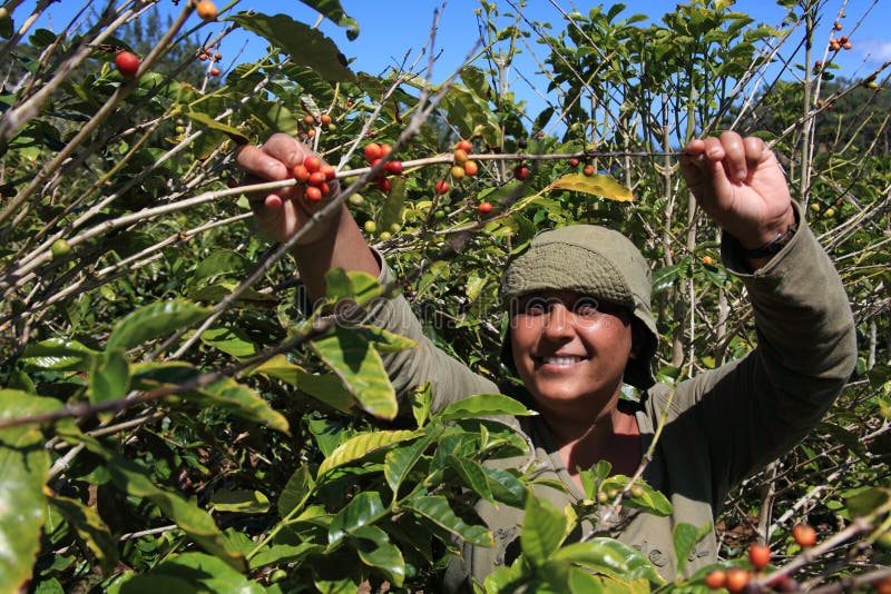 Picking ripe arabica coffee beans on the island of st helena. This type is coffee is known as Green Tipped Bourbon Yemini Arabica. Picking ripe arabica coffee beans on the island of st helena. This type is coffee is known as Green Tipped Bourbon Yemini Arabica