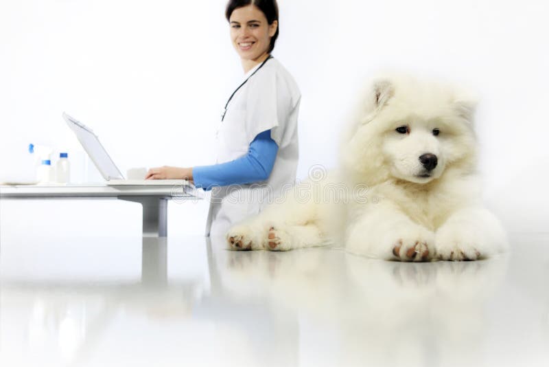Lächelnder Untersuchungshund des Tierarztes auf Tabelle mit Computer stockfotografie Lächelnder Untersuchungshund des Tierarztes auf Tabelle mit Computer stockfotografie