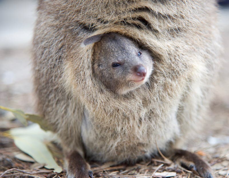 Lächelndes Baby Quokka stockfoto. Bild von braun, draussen 88597332