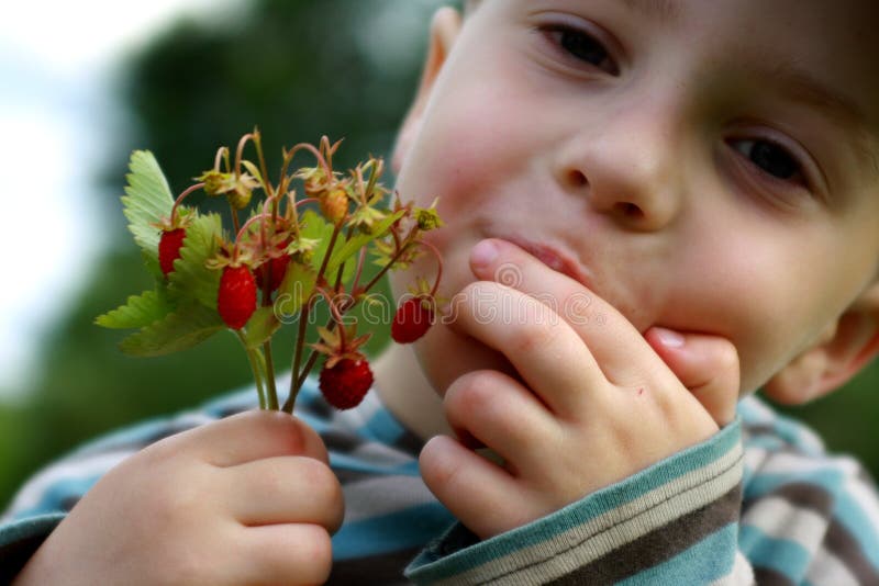 Child eating just picked up wild strawberries. Child eating just picked up wild strawberries