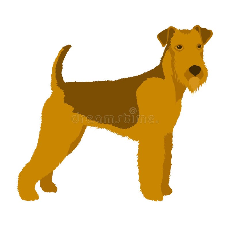 Lägenhet för stil för airedaleterrierhundvektor royaltyfri illustrationer