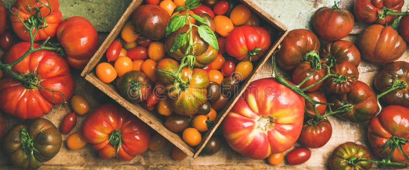 Lägenheten - lägga av ny färgrik tomatvariation arkivbild