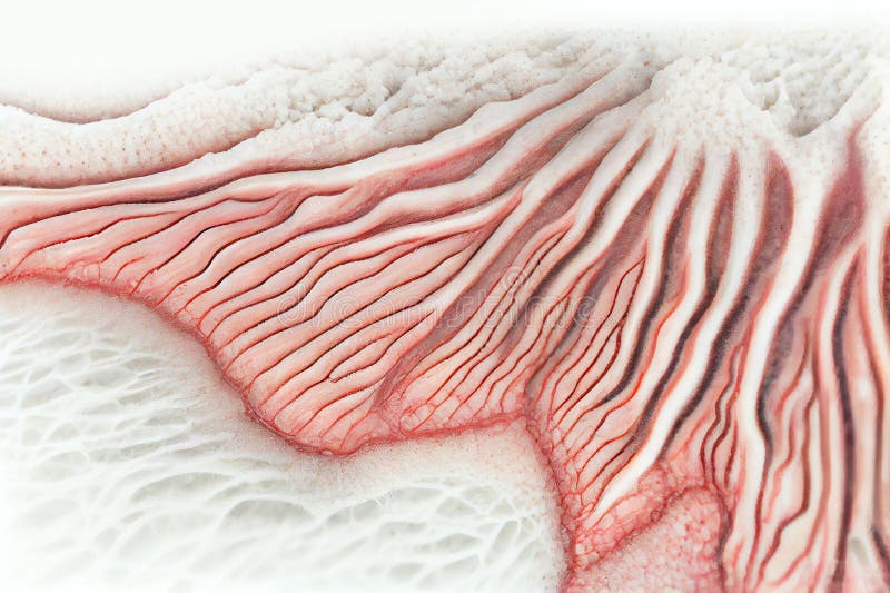 Läkemedel Andningsvägar, bröstkorg och mediastinum Pseudostratifierat epitel. Epiteliumets apiska kant har ett lager av cilia. vektor illustrationer