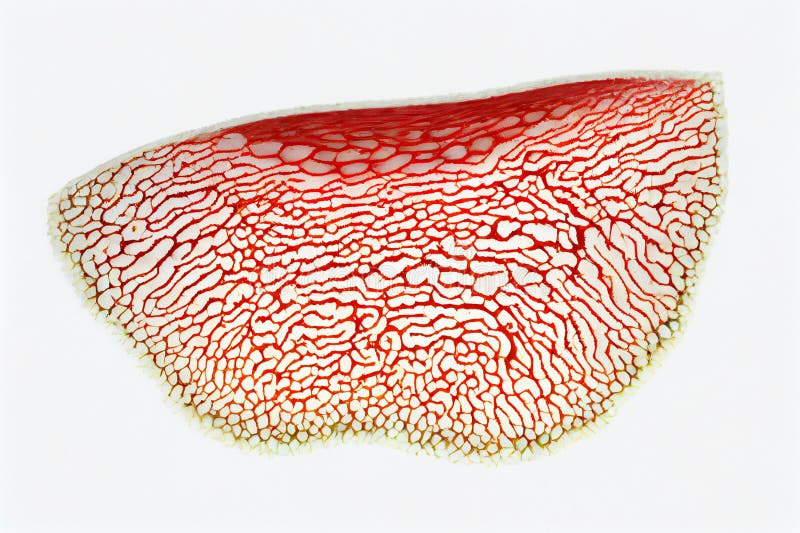 Läkemedel Andningsvägar, bröstkorg och mediastinum Pseudostratifierat epitel. Epiteliumets apiska kant har ett lager av cilia. royaltyfri illustrationer