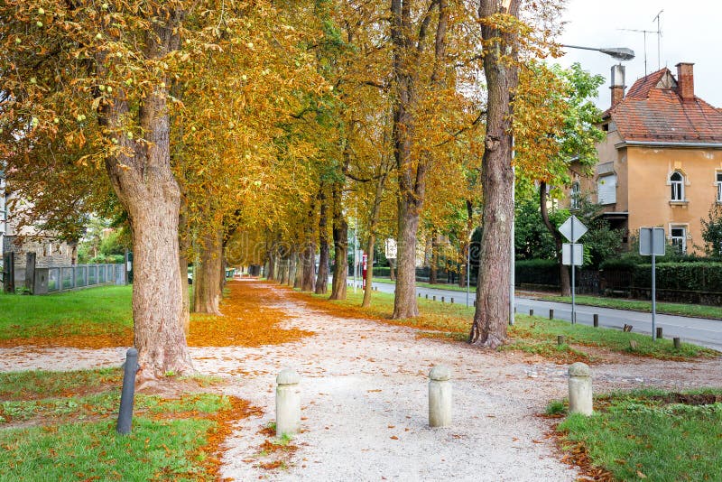 Lämnar den färgrika gränden för hösten lövverkträd gatan, Maribor Slove arkivfoton Lämnar den färgrika gränden för hösten lövverkträd gatan, Maribor Slove arkivfoton