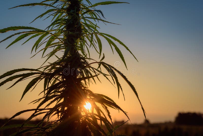 Lämnar marijuana i afton royaltyfri foto Lämnar marijuana i afton royaltyfri foto