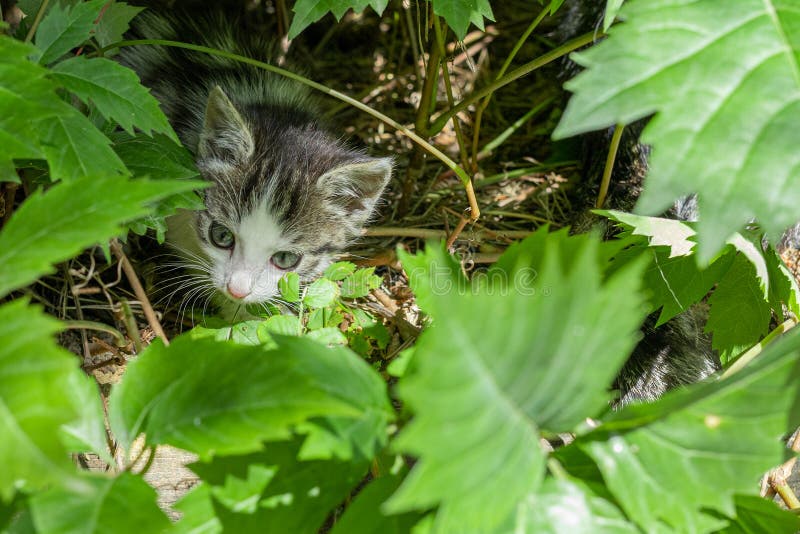 Ländliche Katze in den grünen Blättern stockfotografie Ländliche Katze in den grünen Blättern stockfotografie