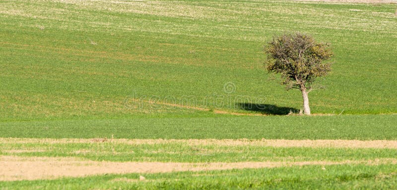 Ländliche Landschaft - einsamer Baum auf einem grünen Feld stockfotos Ländliche Landschaft - einsamer Baum auf einem grünen Feld stockfotos