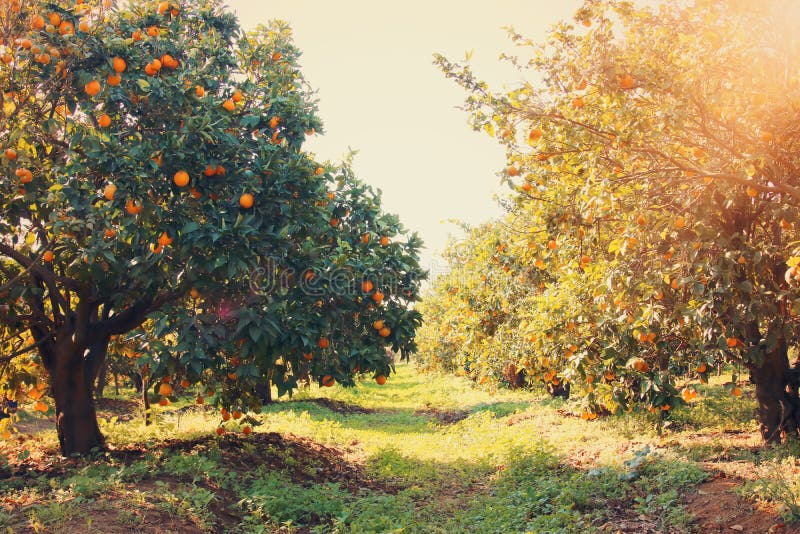 Ländliches Landschaftsbild von Orangenbäumen in der Zitrusfruchtplantage