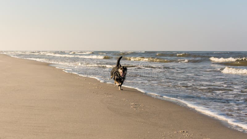 Längs strandhundrunning arkivfoton