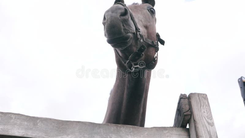 Längst sikt över en rolig häst med lång nacke som går ut bakifrån.. hästfarm. renrasig hingst. horseba arkivfilmer