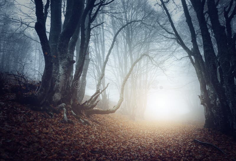 Läskig mystisk skog i dimma i höst magiska trees