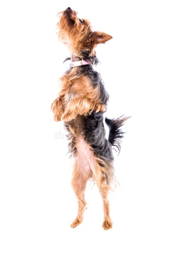 Lättrörlig liten Yorkie eller Yorkshire terrier royaltyfri foto Lättrörlig liten Yorkie eller Yorkshire terrier royaltyfri foto