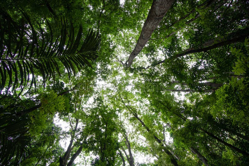 Lågvinkelsvy för vackra träd under himlen i en skog. En låg vinkel av vackra träd under himlen i en skog