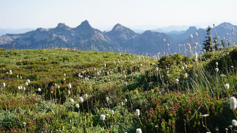 Lågvinkelsvy för vilda blommor över grönt gräs med bergsbakgrund royaltyfria foton