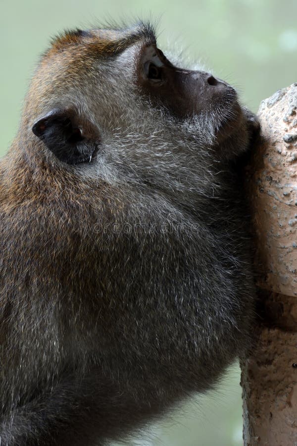 Lång-tailed macaque i Langkawi, Malaysia