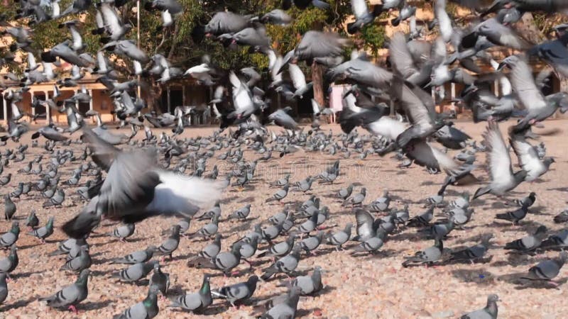 Långsamt rörelseklipp från en duvflock som flyger med jaipur